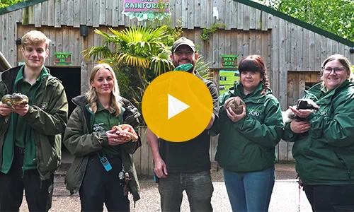 video thumb Exotic Zoo