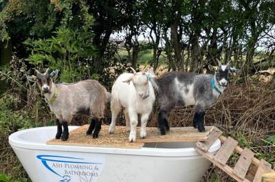 Shropshire Chamber Members Join Forces to Create a Unique Enrichment Space for Frankly Farm’s Newest Residents