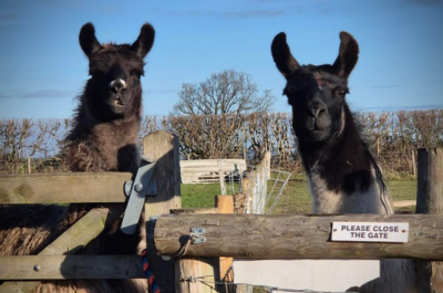 Shropshire Farm Attraction Expands Amid Huge Demand