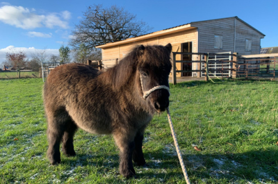 Shropshire Farm Attraction Offer Family Animal Fun for Half Term Week