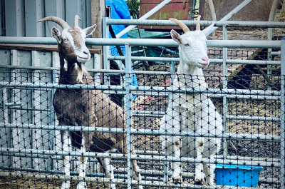 Law firm donates to animal charity’s winter recovery campaign