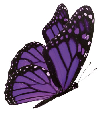 Purple Butterfly Bookkeeping_Logo
