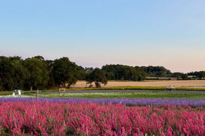 Shropshire’s Biggest Flower Event Gets Ready to Open
