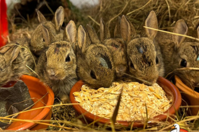 Sustaining Shropshire’s Wildlife with Cuan Wildlife Rescue